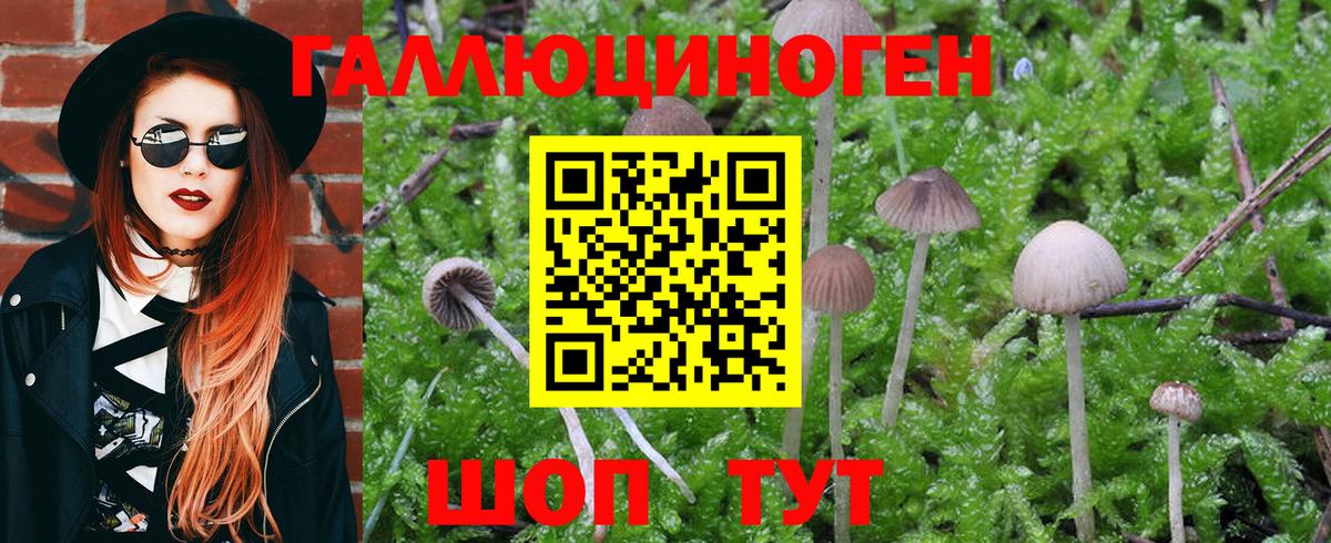 Псилоцибиновые грибы Psilocybe Новошахтинск